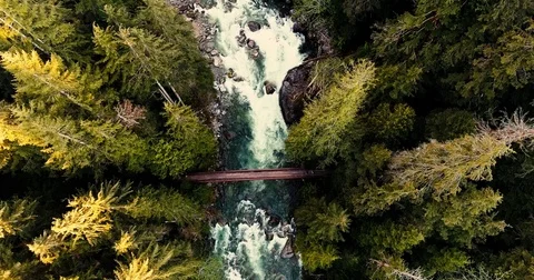 Trail Walkers Crossing River Bridge in Natural Old Growth Forest Trees Aerial Stock Footage
