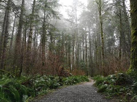 A trail wanders through a younger, second-growth coastal forest Stock Photos