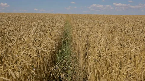 Trail in a wheat field going beyond the horizon Stock Footage 102167792