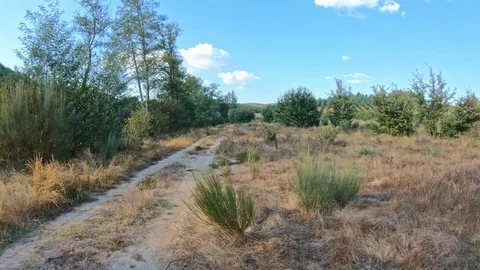 Trail on the wild field close to the forest Stock Footage 98697965