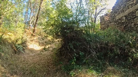 Trail on the wild field close to the forest Stock Footage 99220455