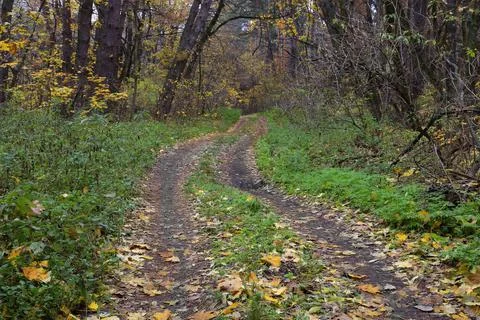 Trail in wild forest Stock Photos