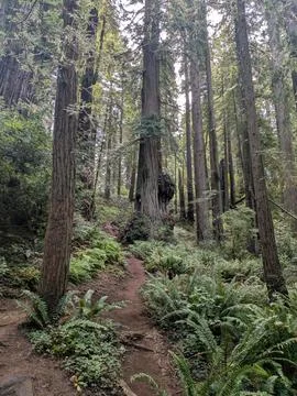 A trail winds through a forest of massive redwood trees. Stock Photos