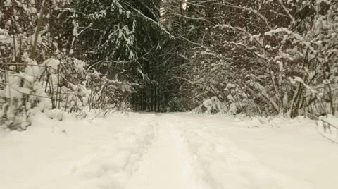 Trail into the winter forest. Clean and frosty daytime. Video stock 59896069