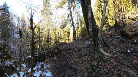 Trail in the winter forest Stock Footage 120338105