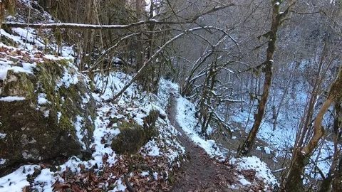 Trail in the winter forest Stock Footage 120338120