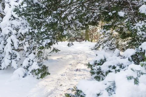 Trail in a winter park Foto stock
