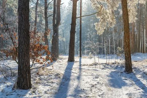 Trail in the winter park Stock Photos