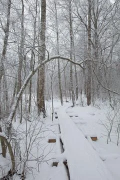 Trail in winter. Stock Photos