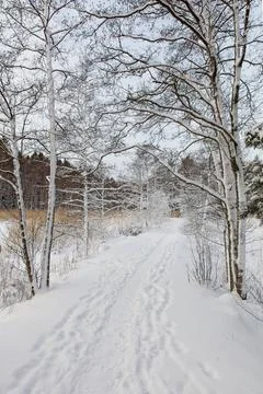 Trail in winter. Fotos de archivo