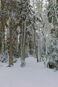 Trail in winter. Stock Photos