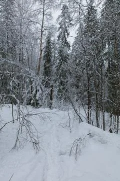 Trail in winter. Fotos de archivo