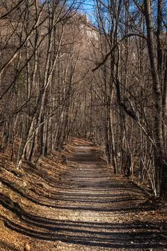 Trail without people going through winter forest. There are no leaves on trees Stock Photos