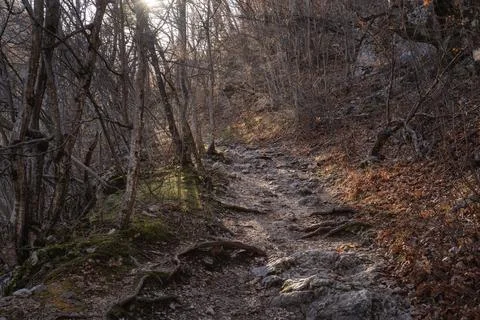 Trail without people going through winter forest. There are no leaves on trees Stock Photos