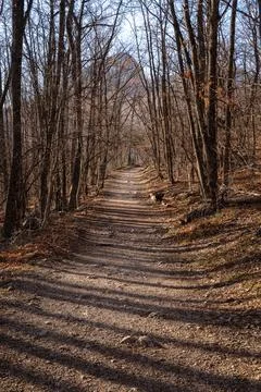 Trail without people going through winter forest. There are no leaves on trees Stock Photos