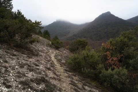 Trail without people going through winter forest. There are no leaves on trees Stock Photos