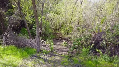 Trail in the Woods Dolly Back and Up Stock Footage 73944319
