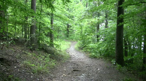 Trail in the woods Stock Footage 488496