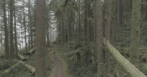 Trail in woods Stock Footage 88607269