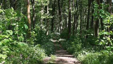 Trail in the woods Stock Footage 89203900