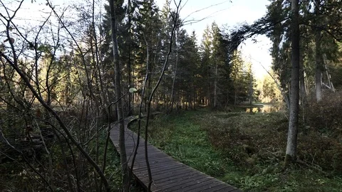 Trail in the woods Stock Footage 100788765