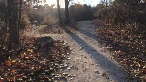 Trail in the Woods Stock Footage 166714367