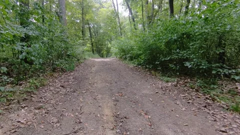 Trail in the woods. Stock Footage 315795175