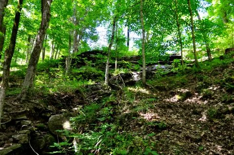 Trail in the woods Fotos Stock