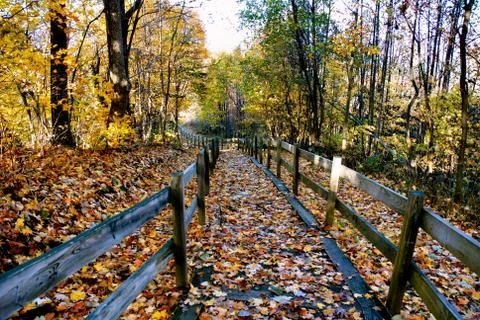Trail into the woods 写真素材