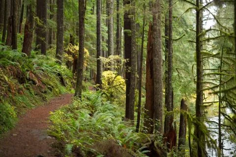 Trail in the Woods Stock Photos