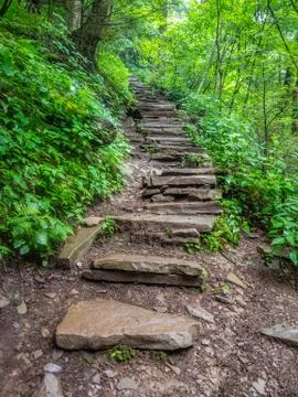 Trail in the woods Stock Photos