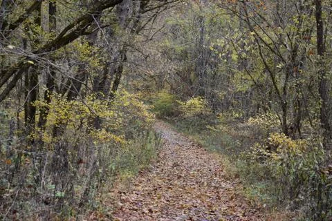 Trail in the woods Stock Photos