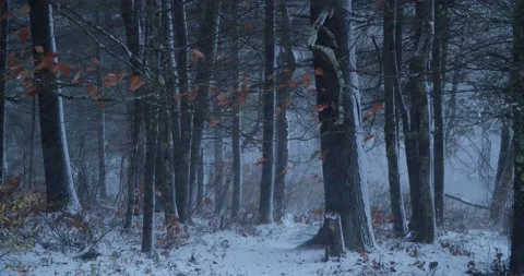 Trail in woods in snowstorm Stock Footage 238796545