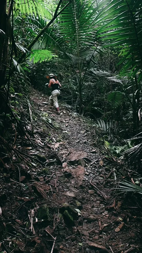 Trail in the woods, trails, walking, forest, nature, tree, Stock Footage 232622236