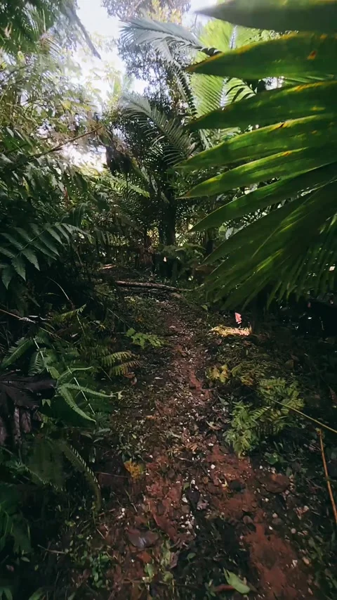 Trail in the woods, trails, walking, forest, nature, Stock Footage 233624095
