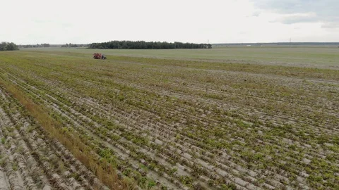 Trailed potato harvester digs the soil and harvests root crops. The sorter Stock Footage 119004281