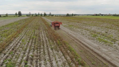 Trailed potato harvester digs the soil and harvests root crops. The sorter 库存影片 119004396