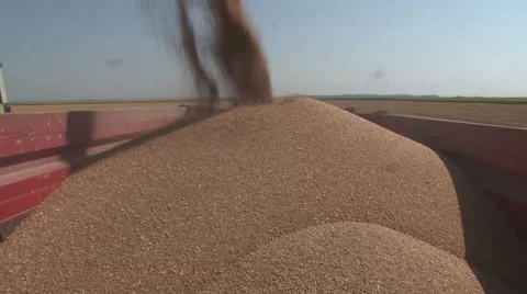 Trailer full of harvested wheat Stock Footage 54612905