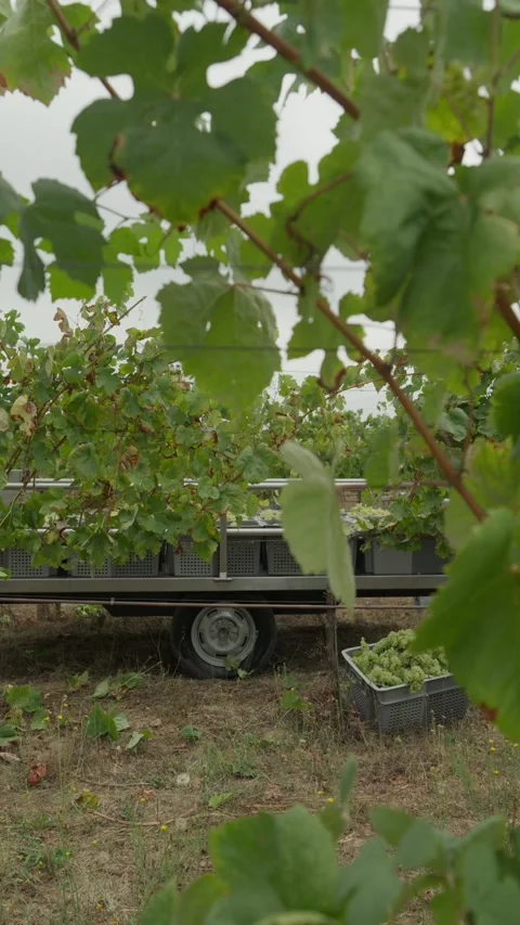 Trailer Loaded with Grape Crates Seen Through Vine Leaves in Vineyard Stock Footage 344437587