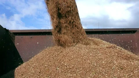 Trailer of the machine is filled with grain Stock Footage 144226007