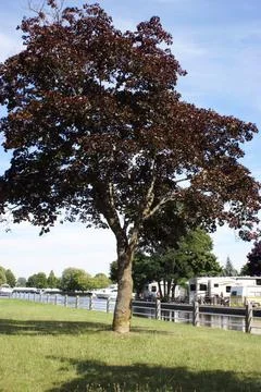 Trailer Park Tree Foto stock