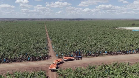Trailers of bananas are pulled thru large fruit plantation by tractor Stock Footage 328200314