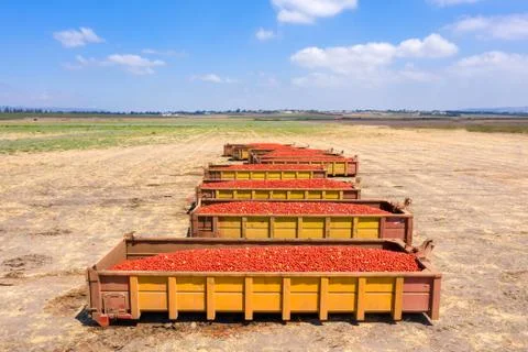 Trailers loaded with Fresh picked Tomatoes parked in an agricultural field. Stock Photos