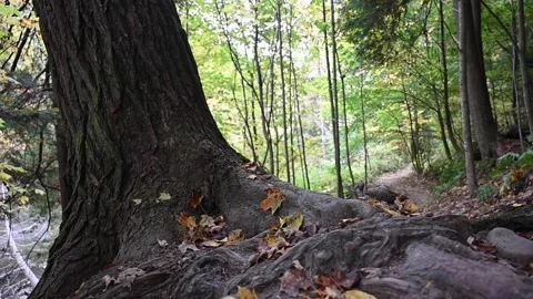 TrailHD11 Stock Footage 168364878