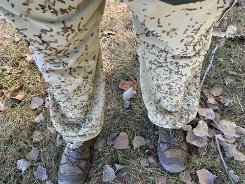 Off trailing Beggar's lice Stock Photos