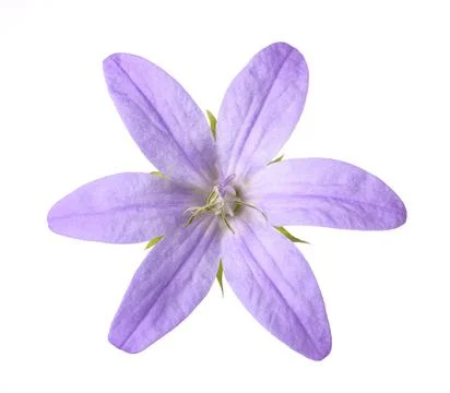 Trailing  bellflowers Stock Photos