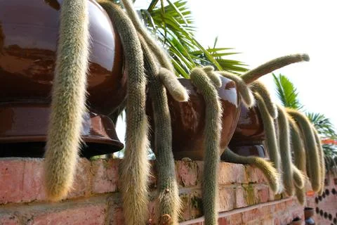 Trailing cactus in pots on a brick garden wall Stock Photos