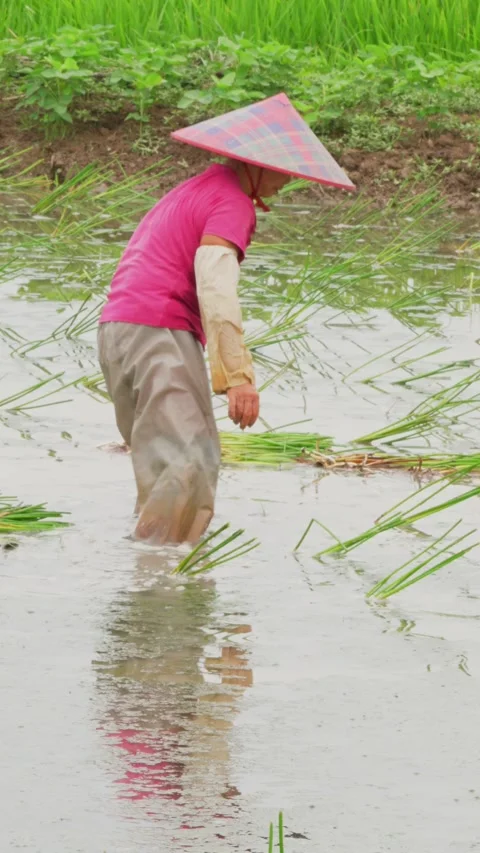 Trailing farm views Stock-Footage 347487787