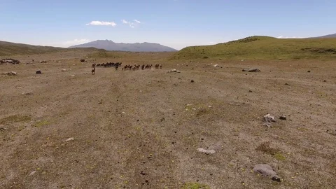 Trailing Horses in Cotopaxi Park Video stock 77734223