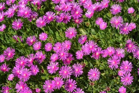 Trailing Iceplant Stock Photos